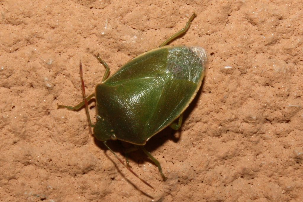Pentatomidae: Acrosternum sp. di Genova
